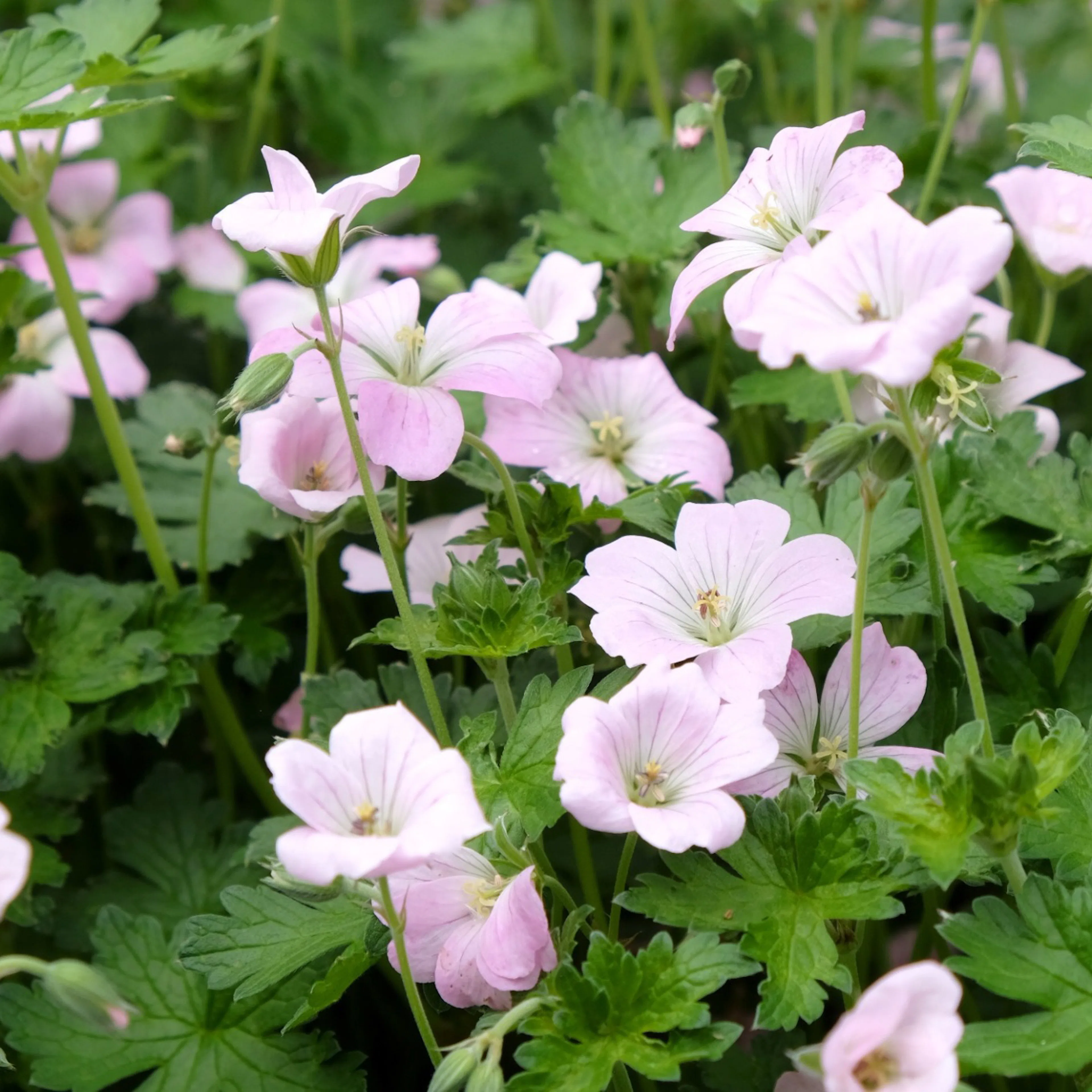 Perenn Omnia Garden Trädgårdsnäva Dreamland Bremdream