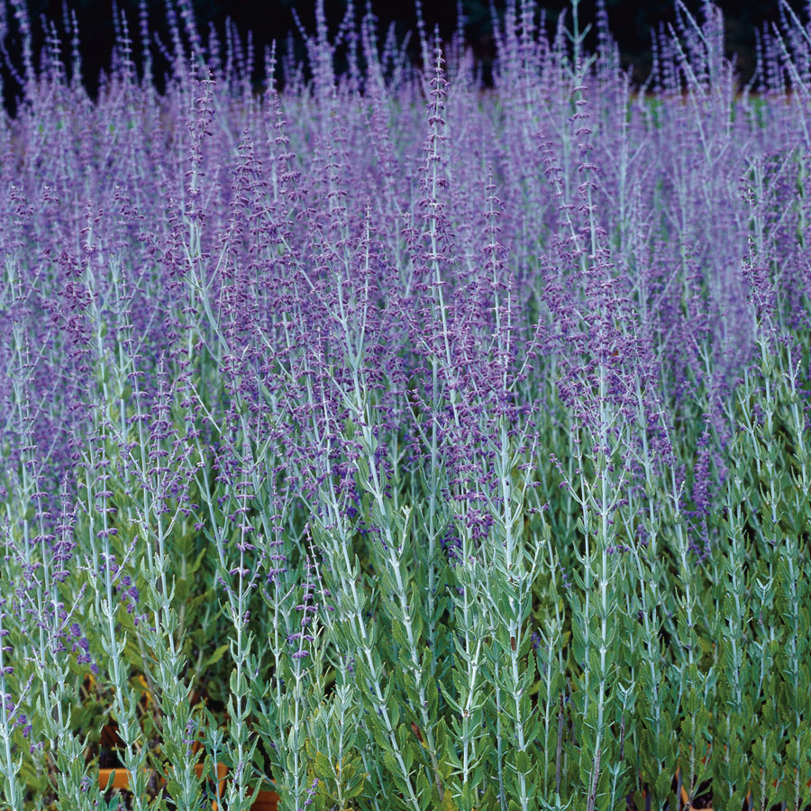 Prydnadsbuske Omnia Garden Perovskia