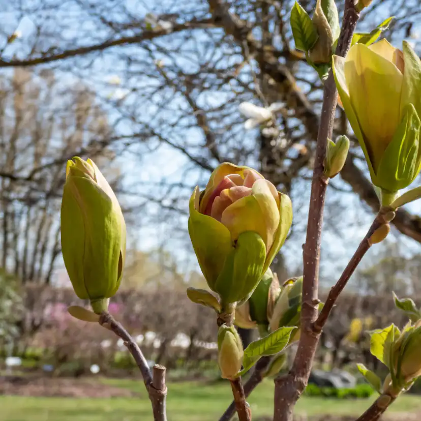 Prydnadsträd Omnia Garden Magnolia Sunsation 60-80 cm