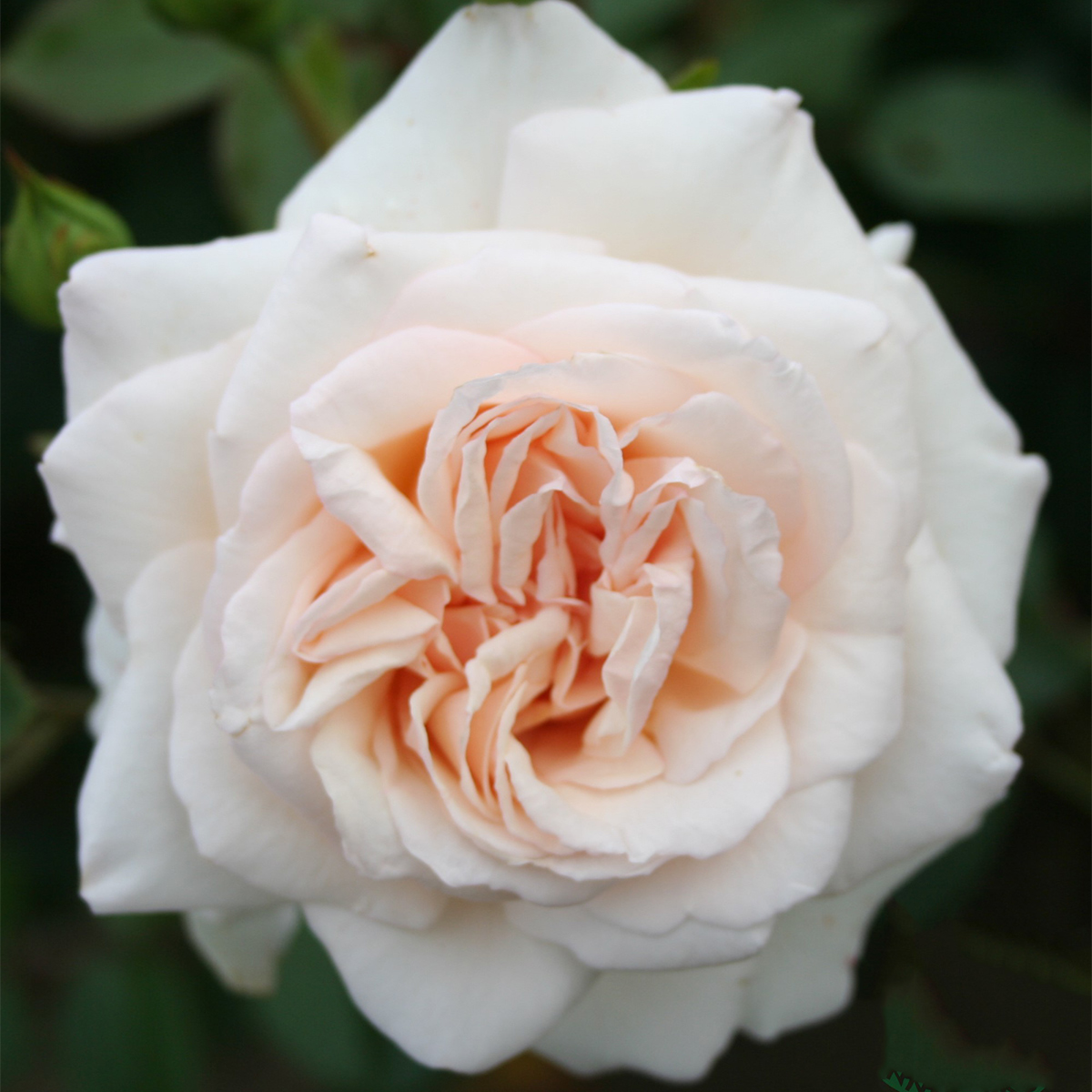 Storblommig Klätterros Omnia Garden Penny Lane