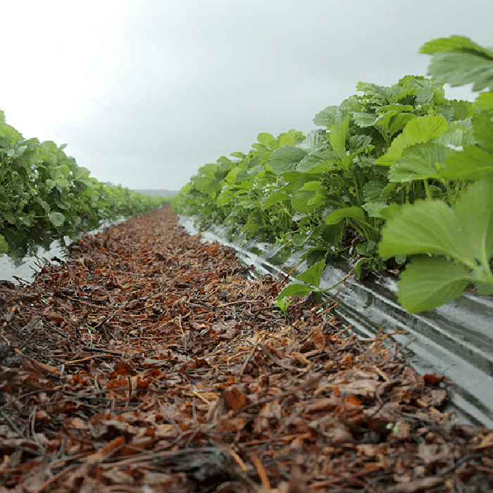 Täckfilm Jabo Agrimpex Biologiskt Nedbrytbar 1x10 m