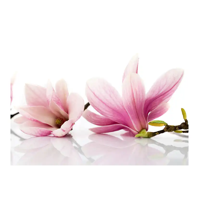 Fototapet Arkiio Magnolia Blomma