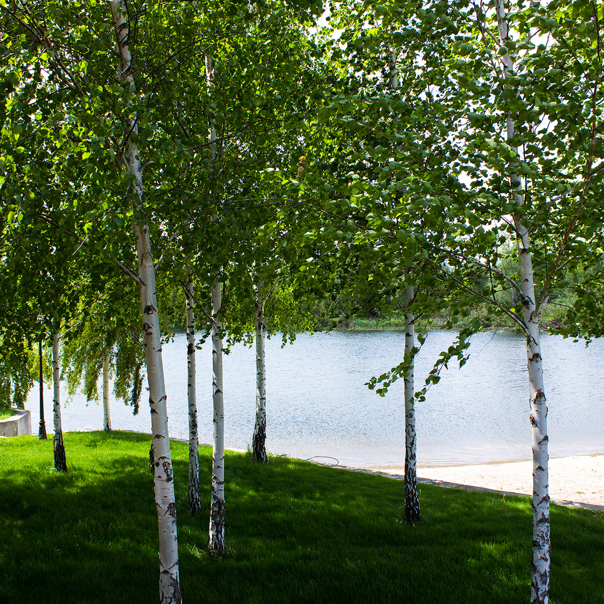 Högstamsträd Omnia Garden Vårtbjörk, Alléträd 300-400 cm för Trädgård & Utemiljö