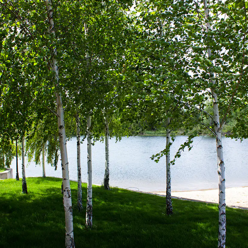 Högstamsträd Omnia Garden Vårtbjörk, Alléträd 300-400 cm för Trädgård & Utemiljö