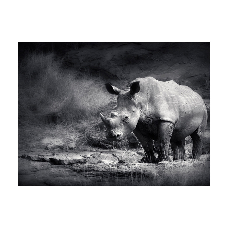 Fototapet Arkiio Rhino Förlorade I Drömmar
