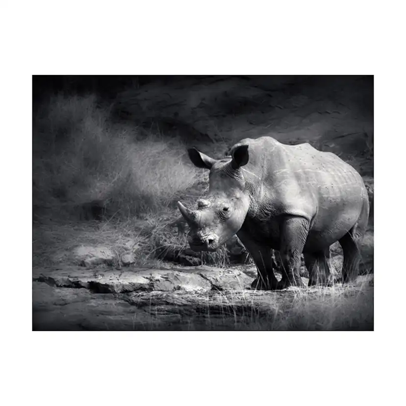 Fototapet Arkiio Rhino Förlorade I Drömmar