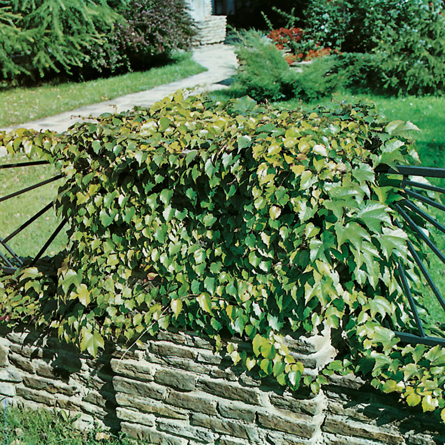 Klätterväxt Rådhusvin Omnia Garden 40-60 cm