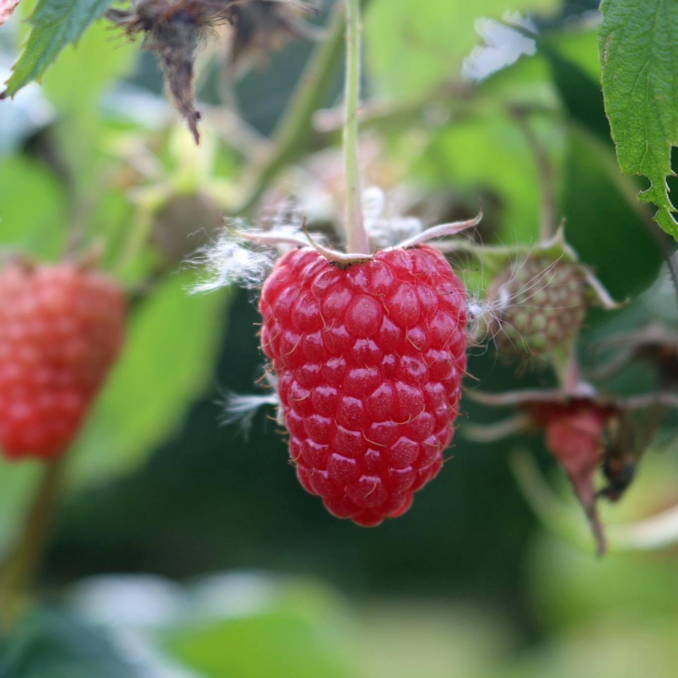 Hallon Omnia Garden Rubus Elektra E