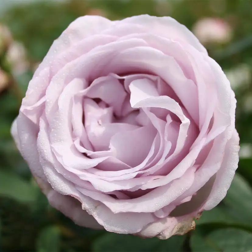 Storblommig Buskros Omnia Garden Bering Renaissance