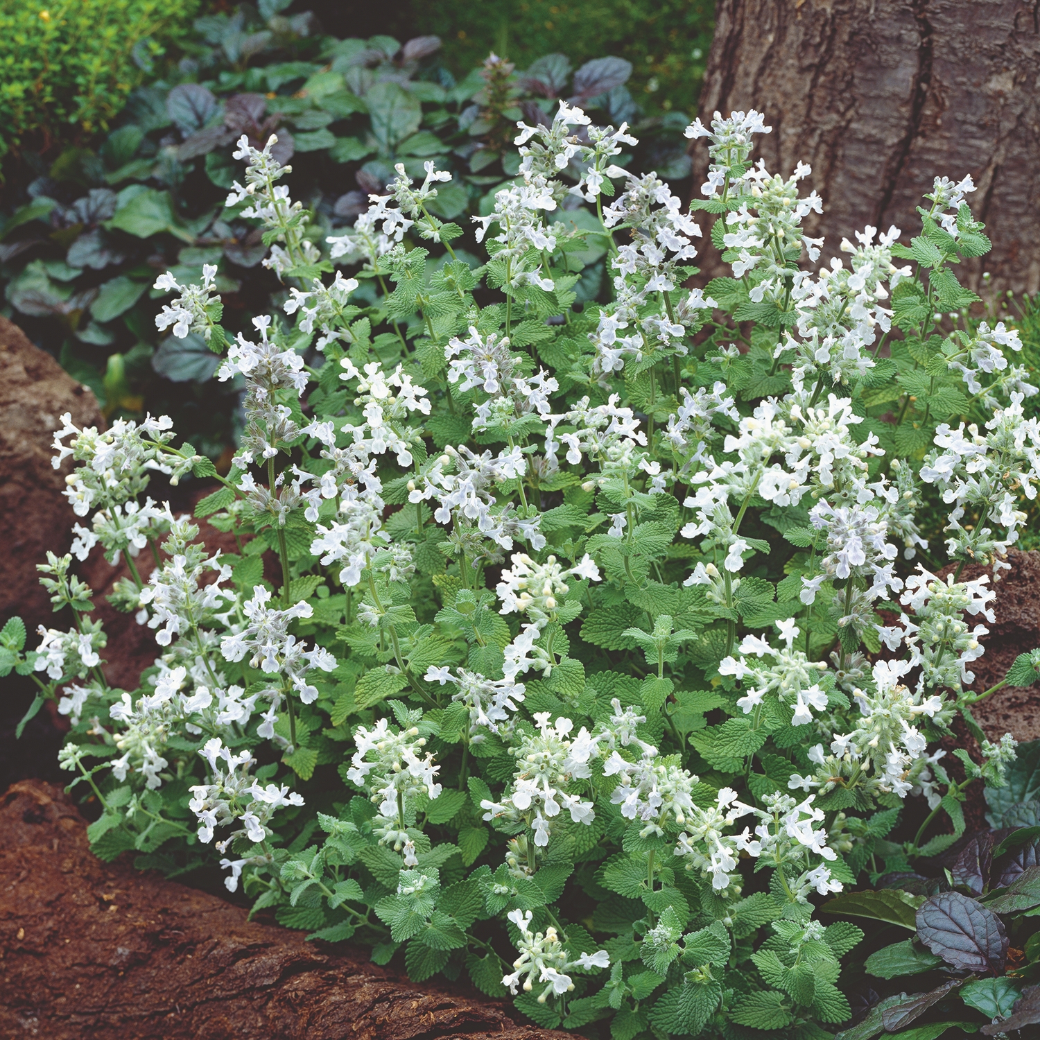 Bergnepeta Omnia Garden Snowflake
