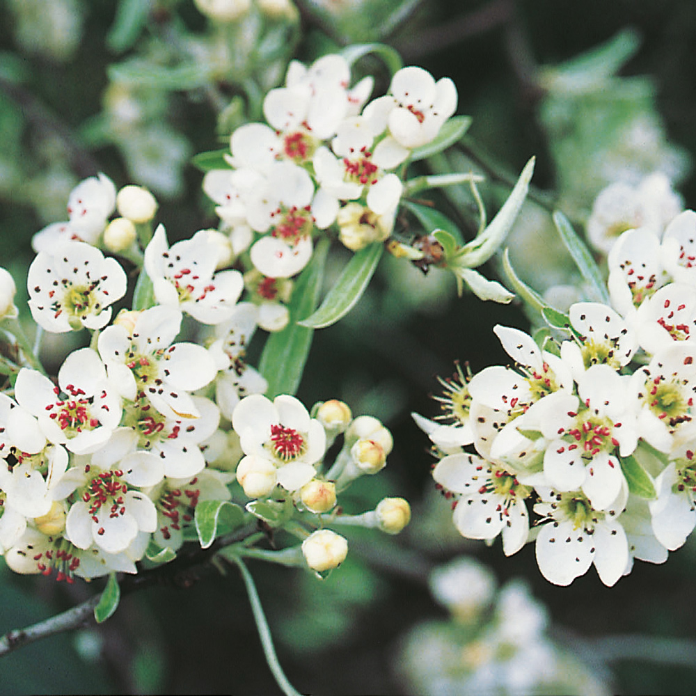 Prydnadsträd Omnia Garden Silverpäron, Grönt Lövverk & Vit Blomning, 100-120 cm