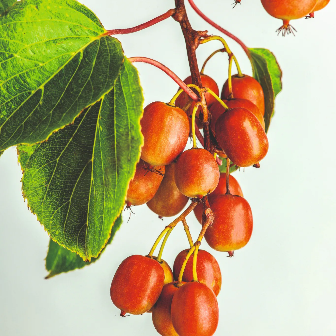 Fruktträd Omnia Garden Minikiwi Actinidia Arguta Kens Red