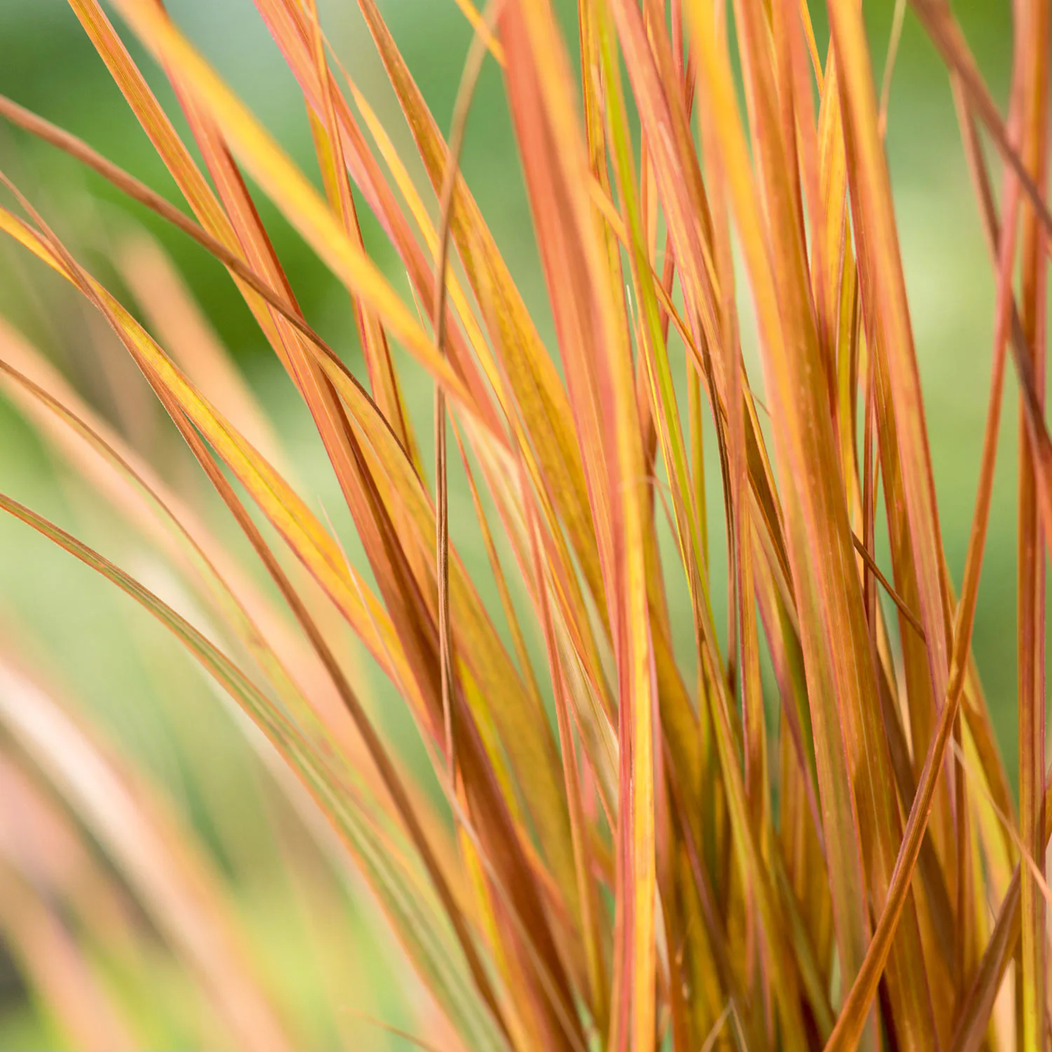 Anemanthele lessoniana 'Sirocco', 2 L 1-pack