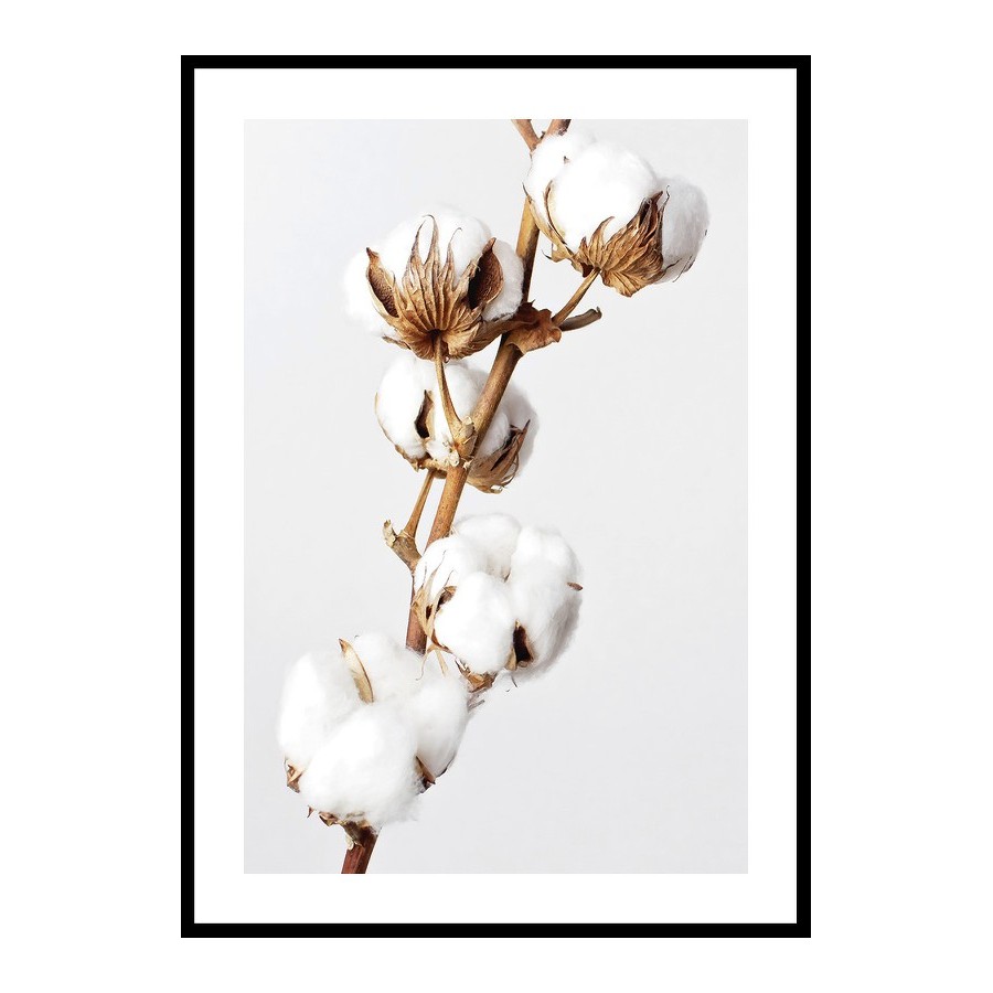 Poster Gallerix Cotton