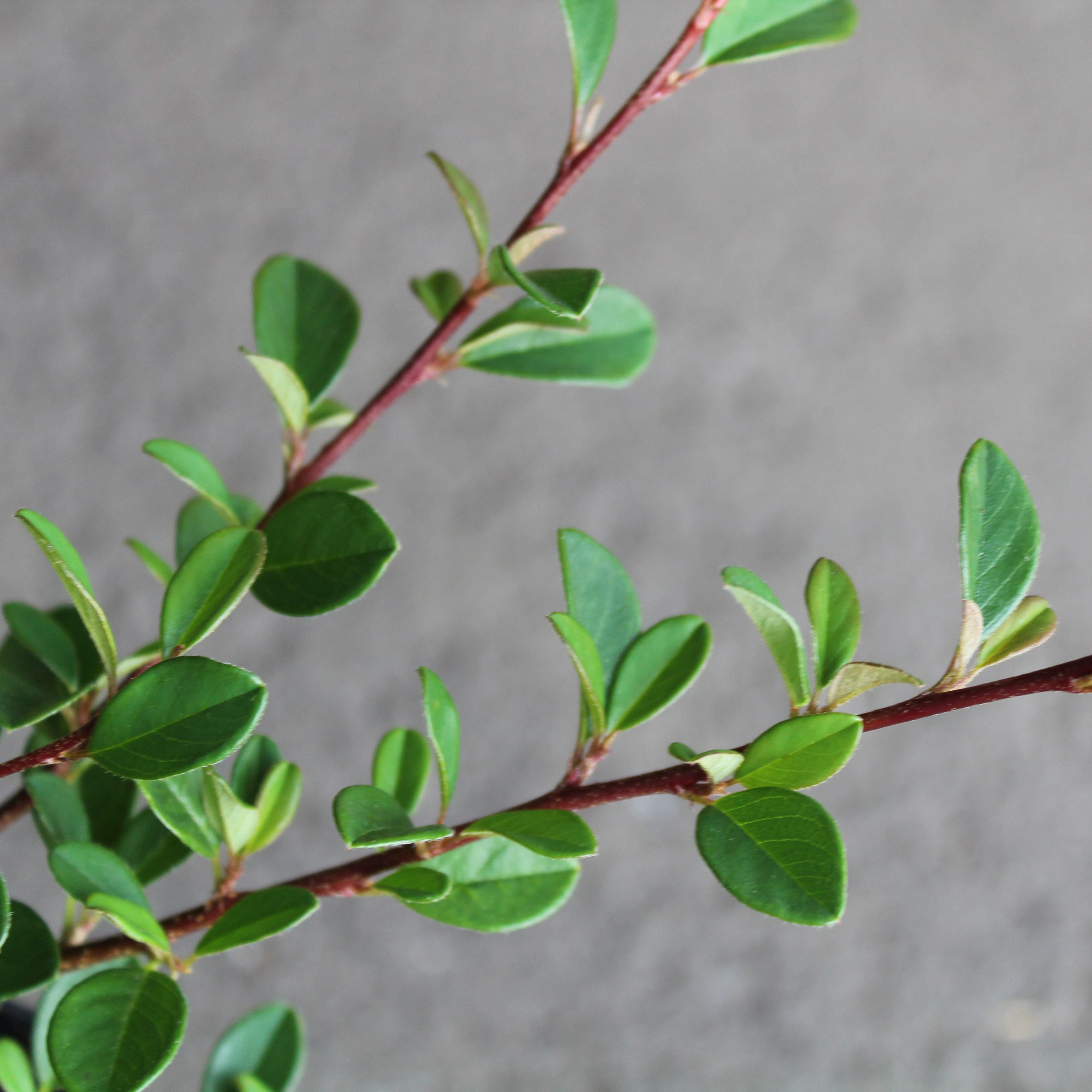 Krypoxbär Omnia Garden Småbladig