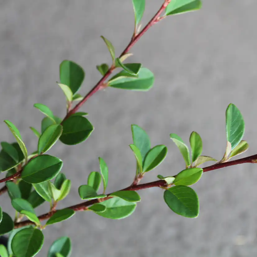 Krypoxbär Omnia Garden Småbladig