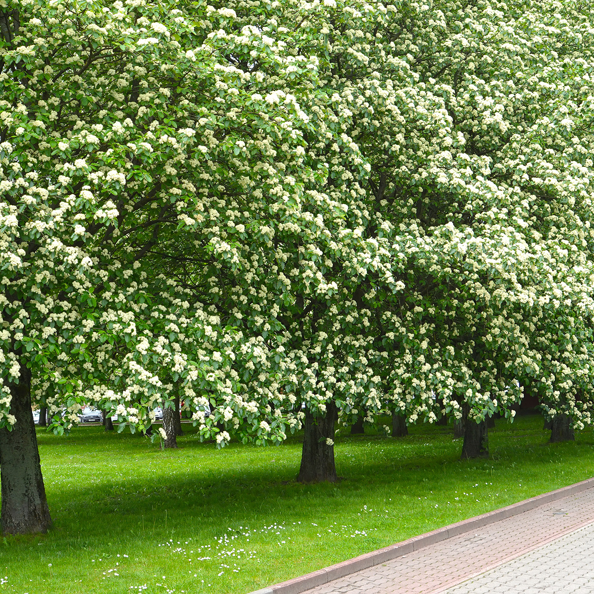 Prydnadsträd Omnia Garden Oxel