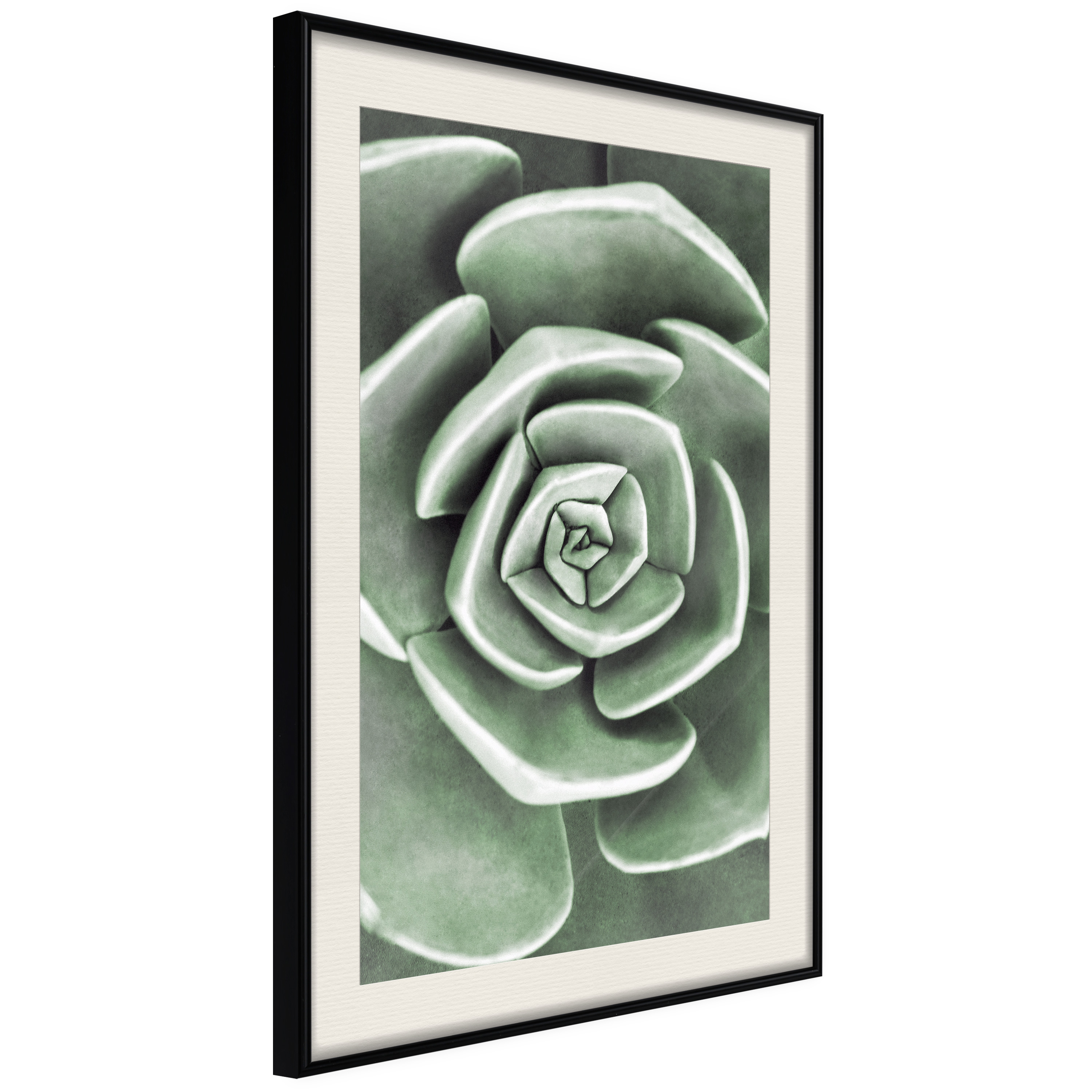 Affisch - Beautiful Succulent [Poster] 20x30 Svart ram med passepartout, 20x30 cm