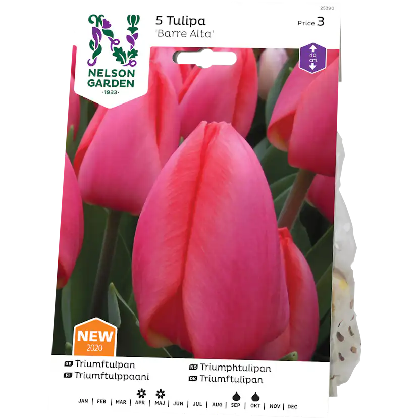 Tulpan Nelson Garden Triumf Barre Alta