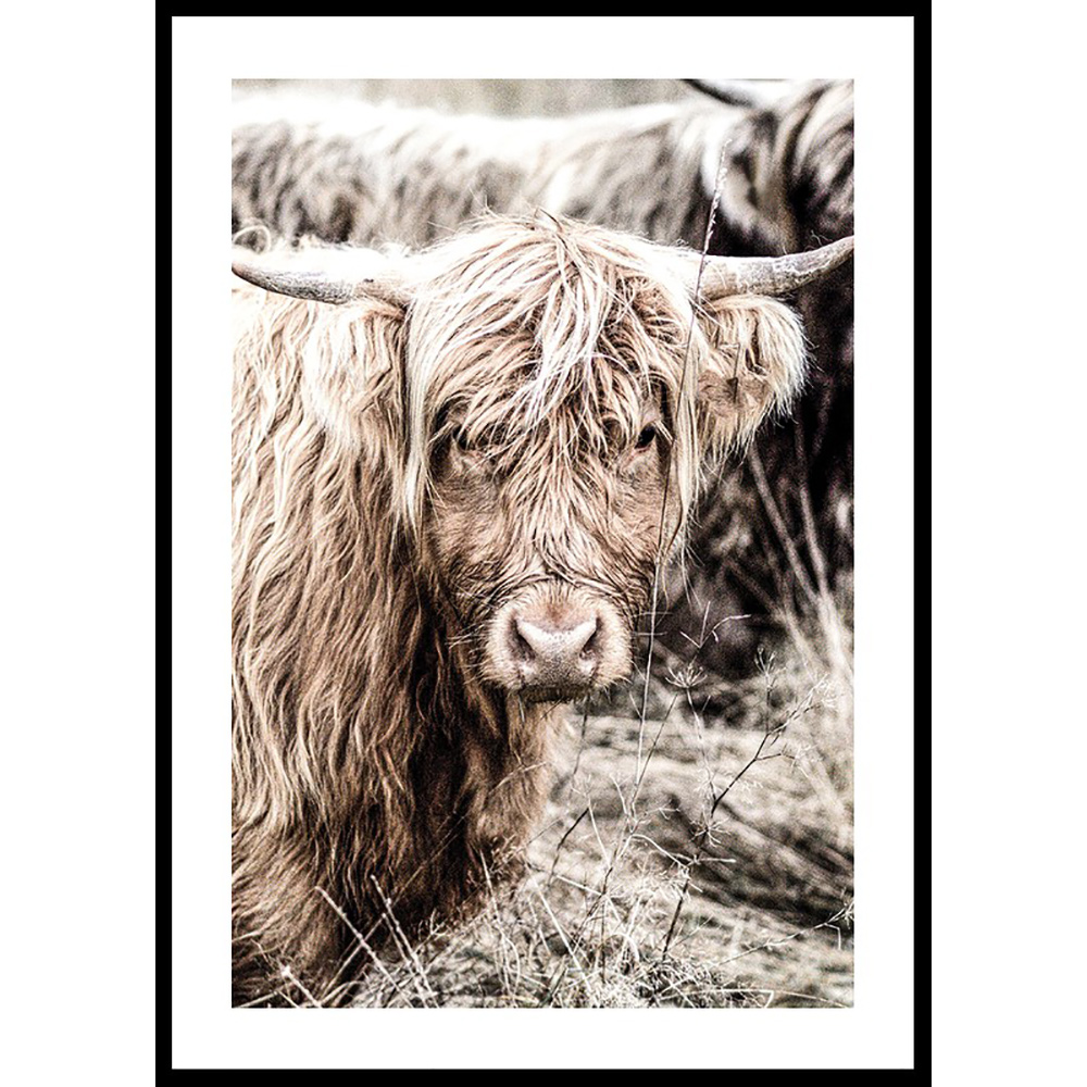 Poster Gallerix Cow Up Close