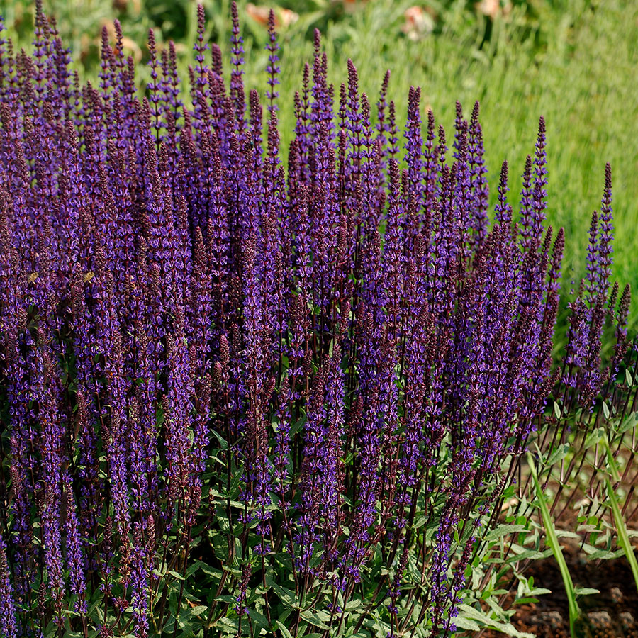Perenn Omnia Garden Stäppsalvia Caradonna