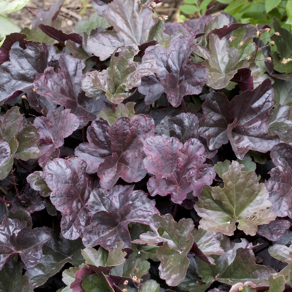 Perenn Omnia Garden Alunrot Obsidian