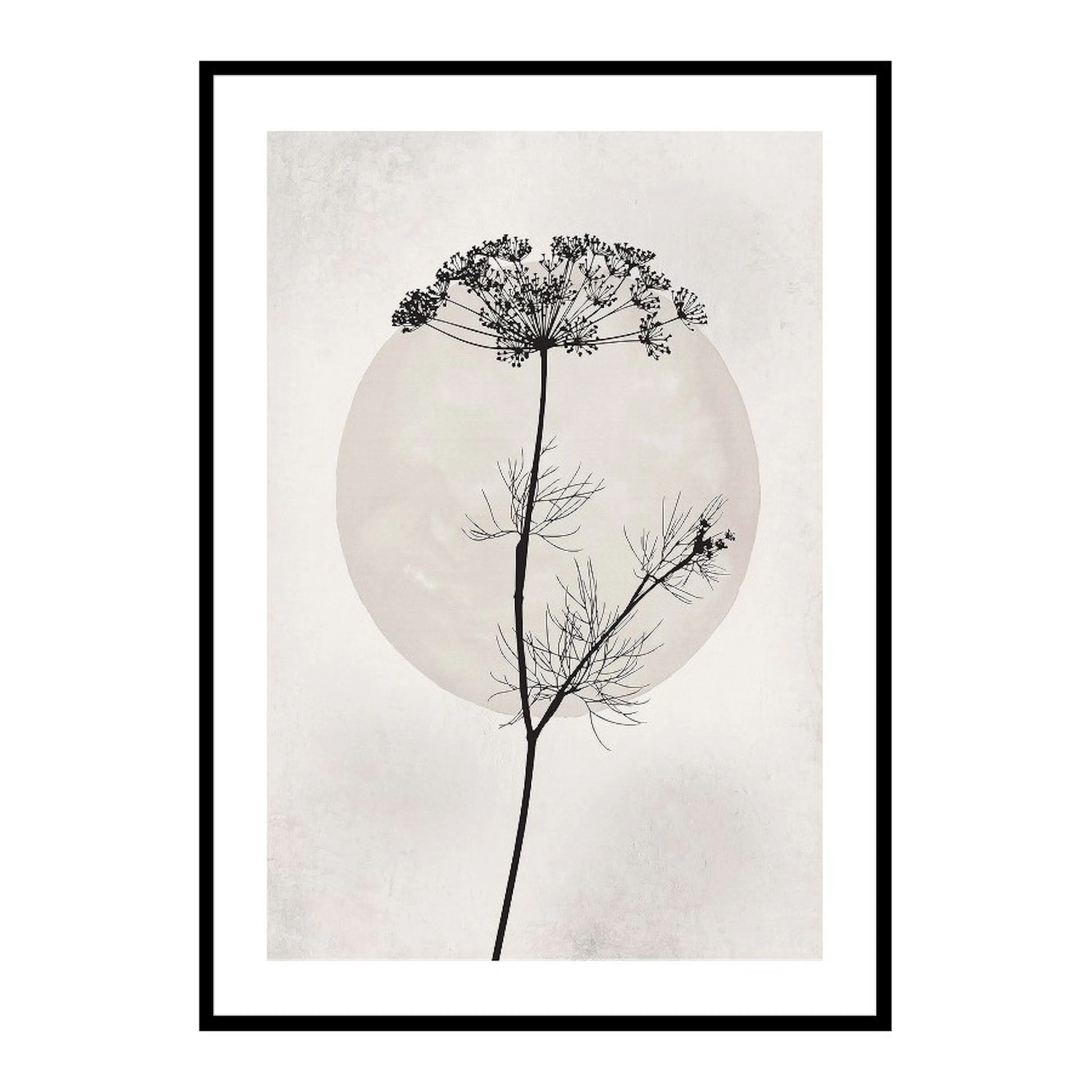 Poster Gallerix Dried Flower Silhouette