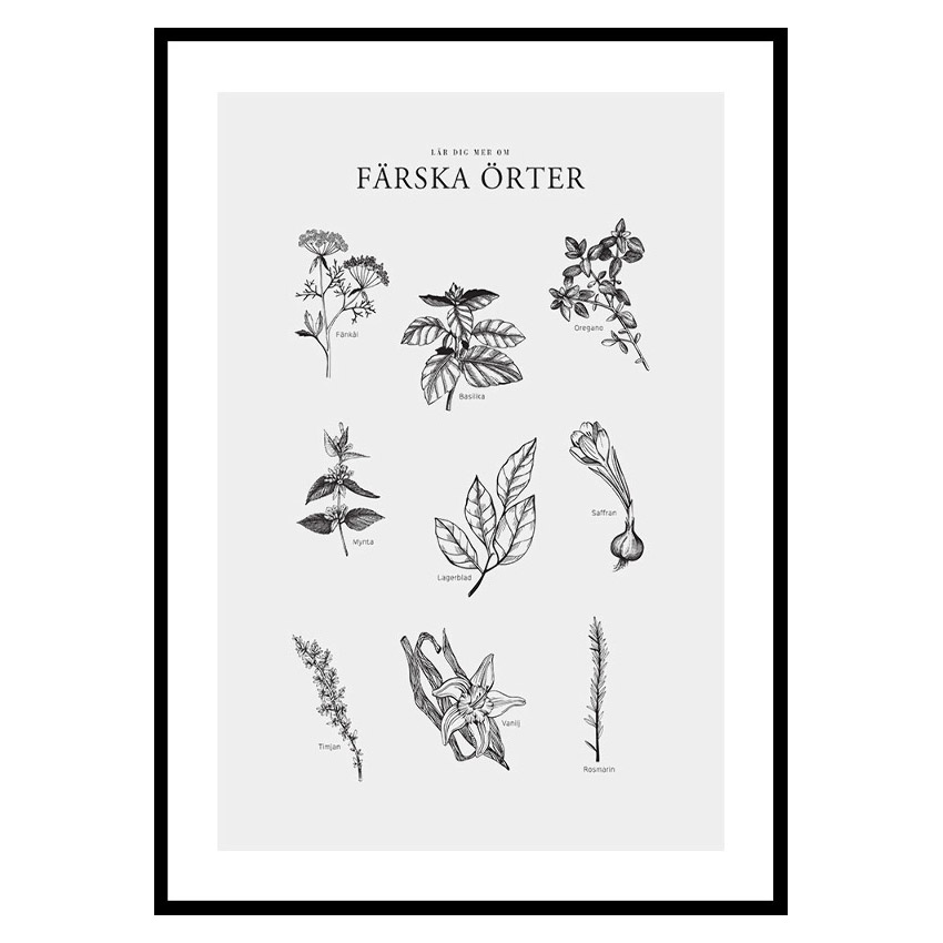 Poster Gallerix Färska Örter