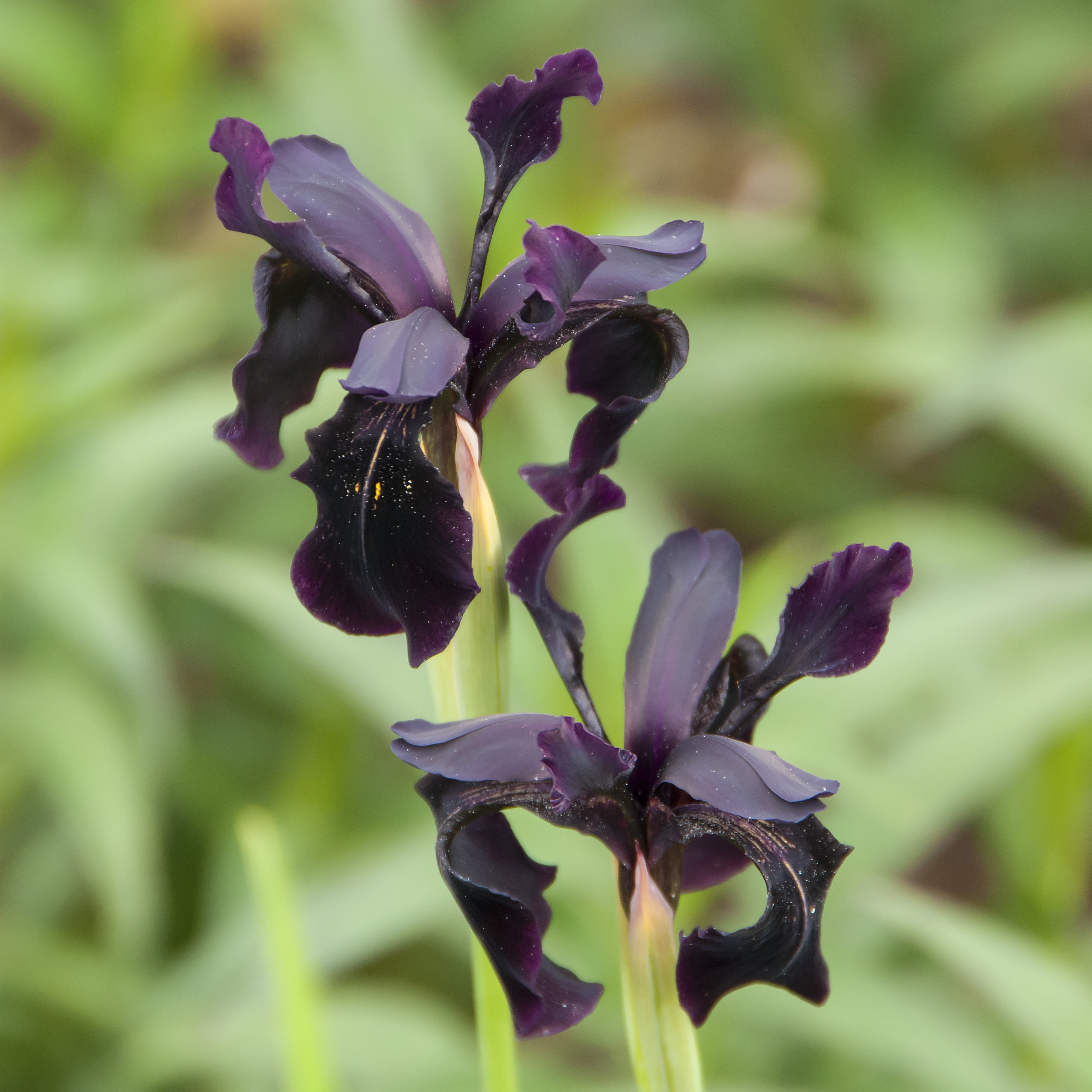 Rabattblomma Omnia Garden Fläder Bålsta 20-40cm