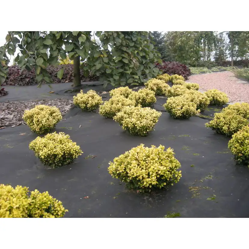 Barduk Jabo Agrimpex 1,6x10 m Svart