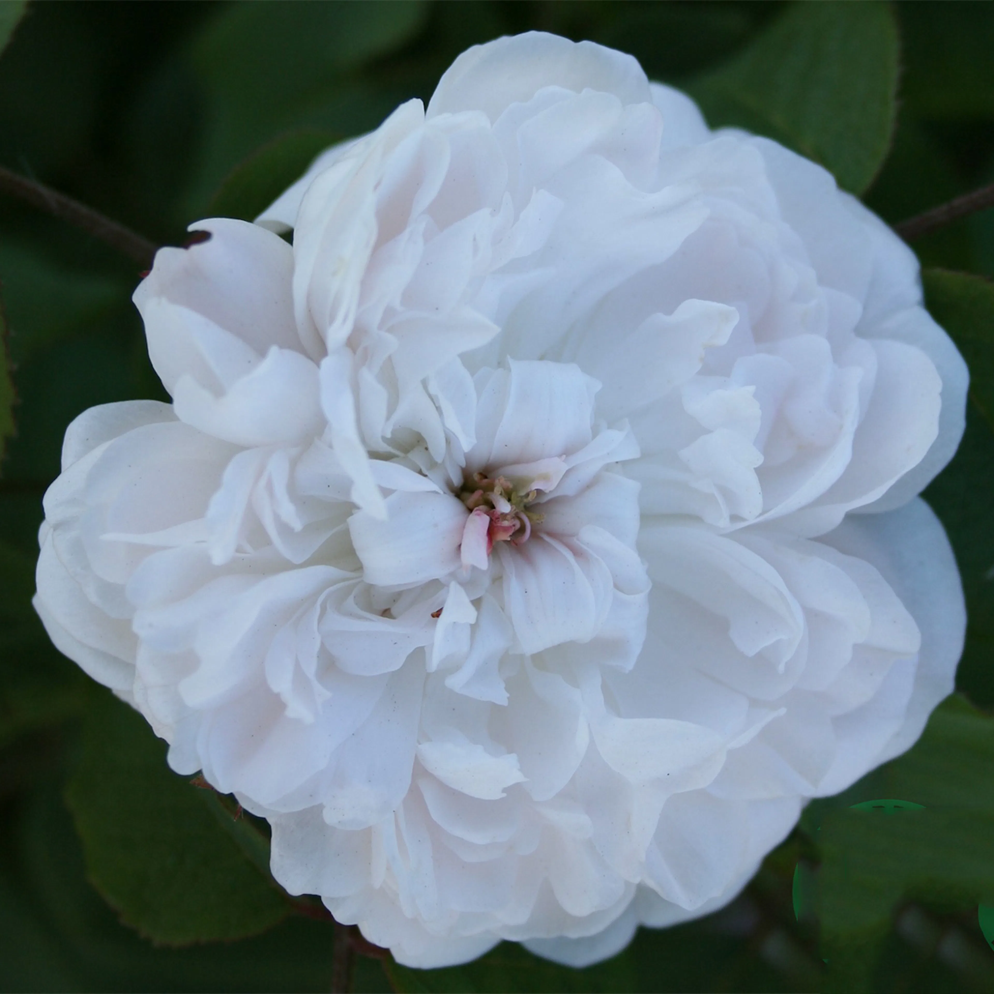 Storblommig Buskros Omnia Garden White Jacques Cartier