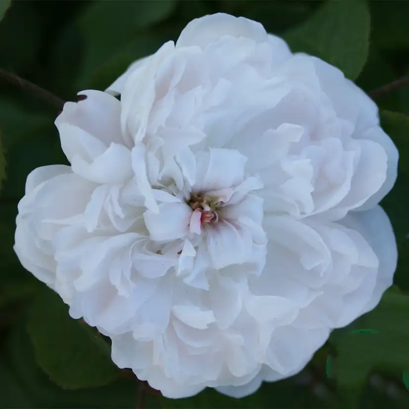 Storblommig Buskros Omnia Garden White Jacques Cartier