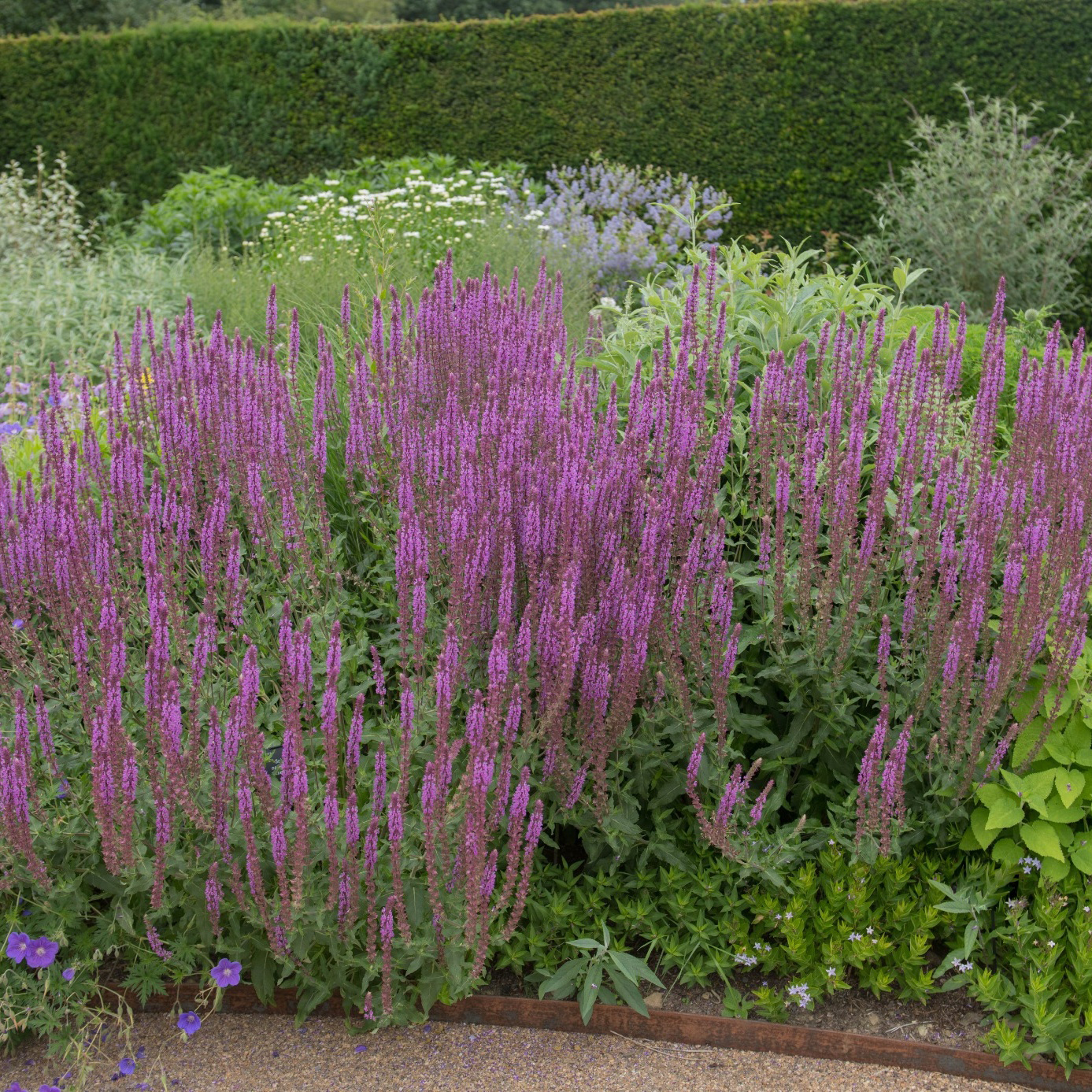 Perenn Omnia garden Stäppsalvia Amethyst