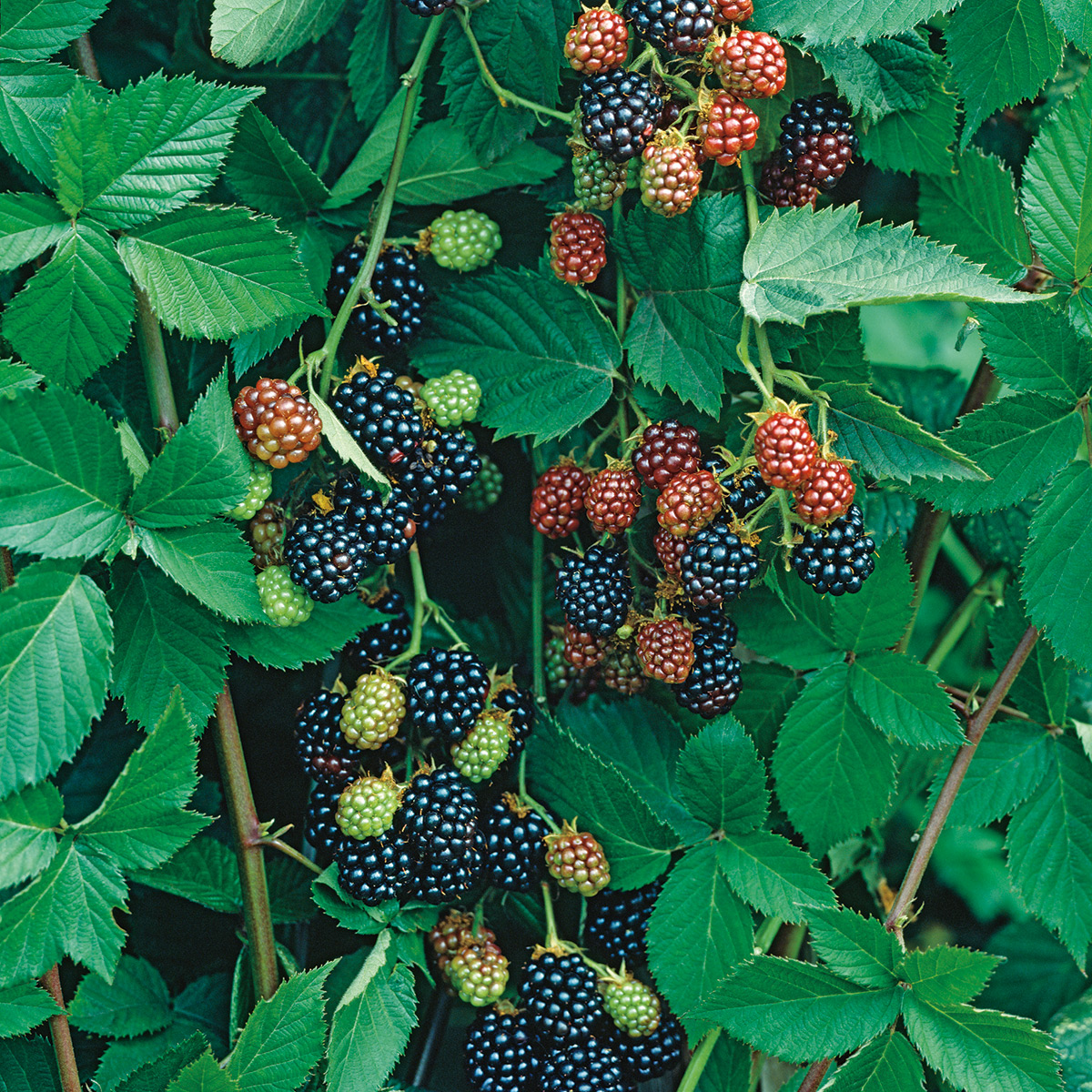 Björnbärsbuske Omnia Garden Thornfree