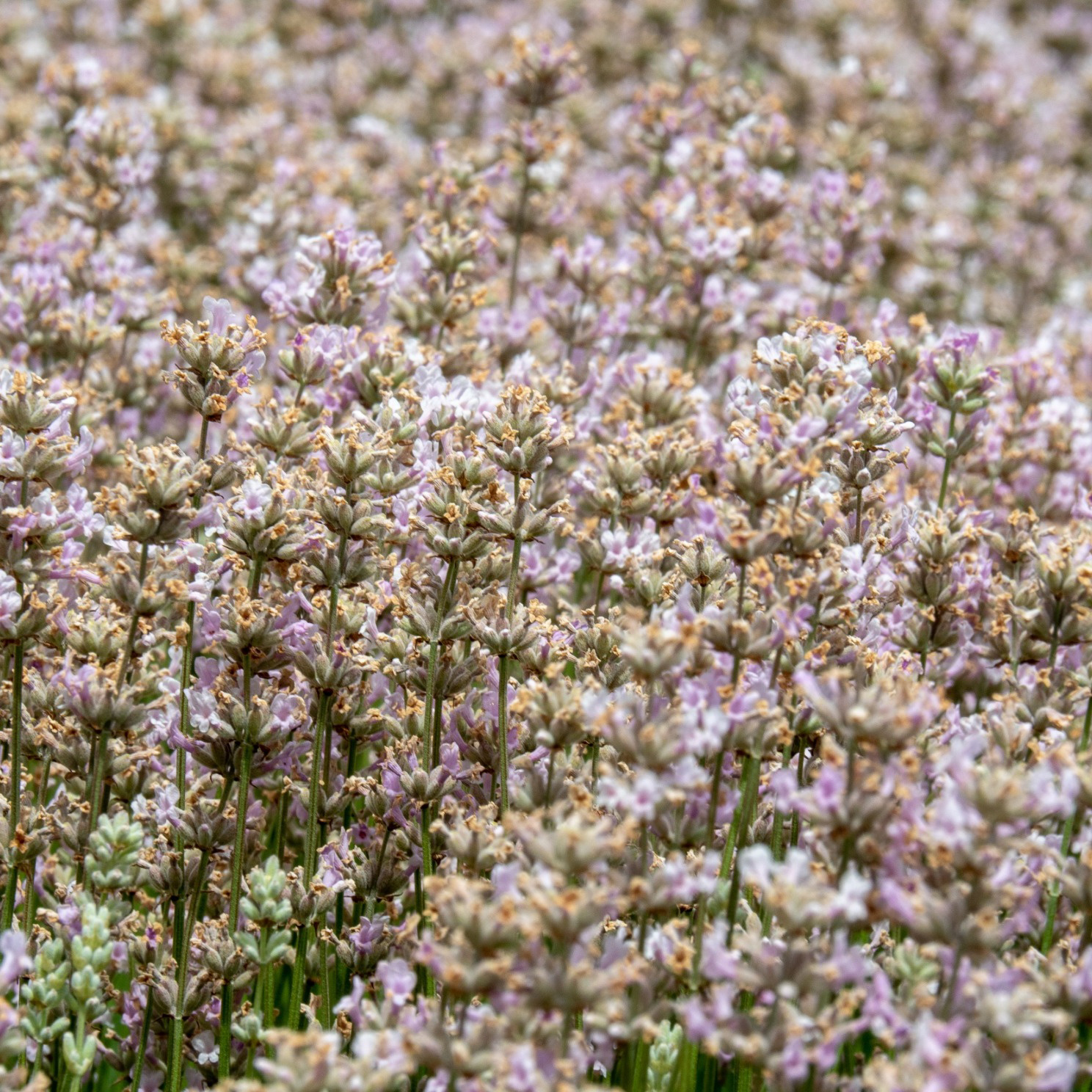 Perenn Omnia Garden Lavendel Rosea