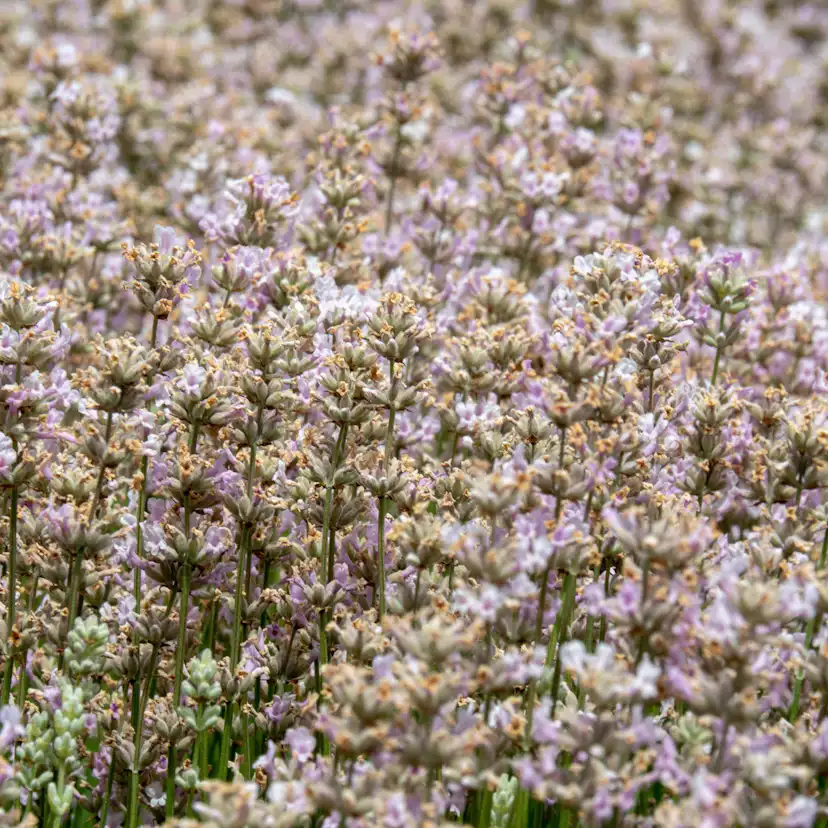 Perenn Omnia Garden Lavendel Rosea