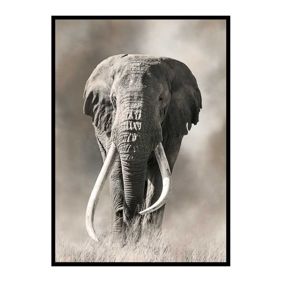 Poster Gallerix Elephant Tusks