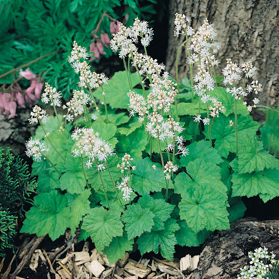 Perenn Omnia Garden Spetsmössa Moorgrün