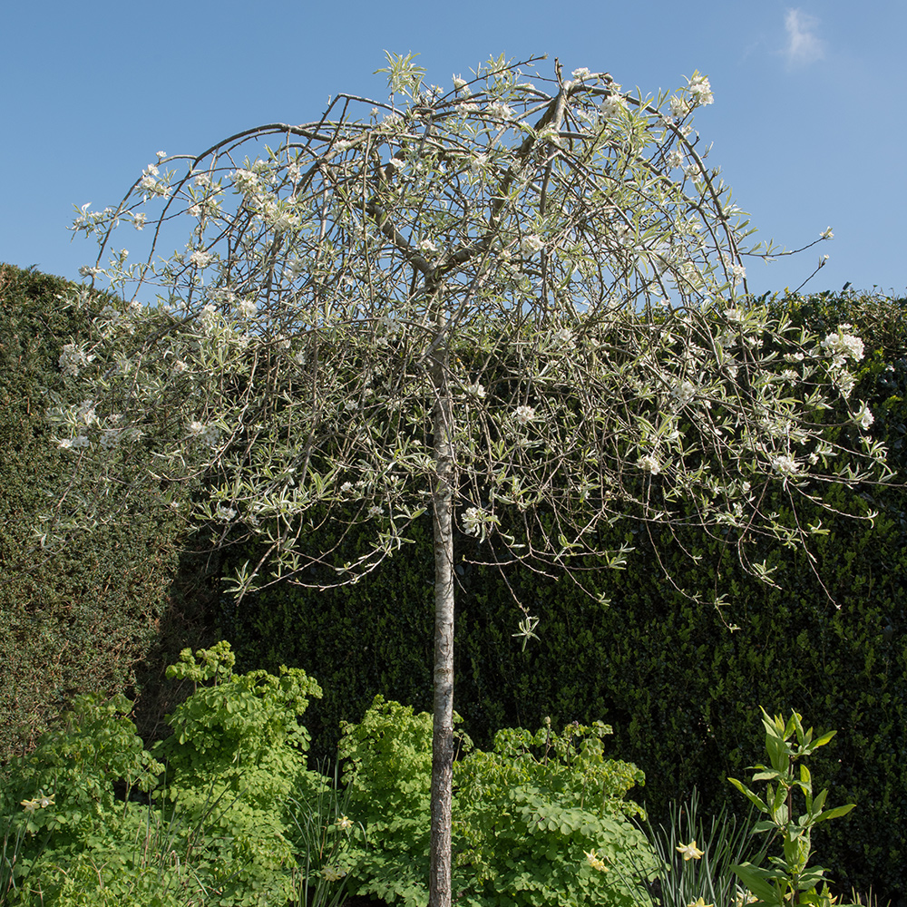 Prydnadsträd Omnia Garden Silverpäron, Silvergrönt Lövverk & Vit Blomning, 60 cm