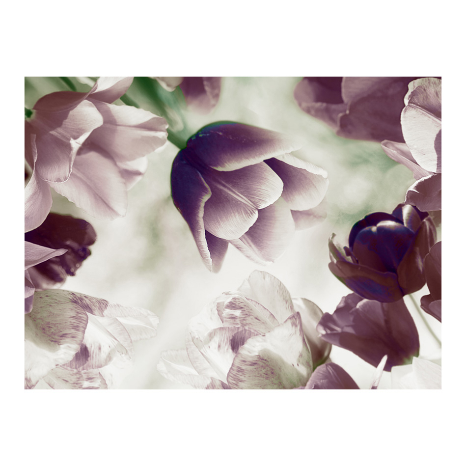 Fototapet Arkiio Heavenly Tulips