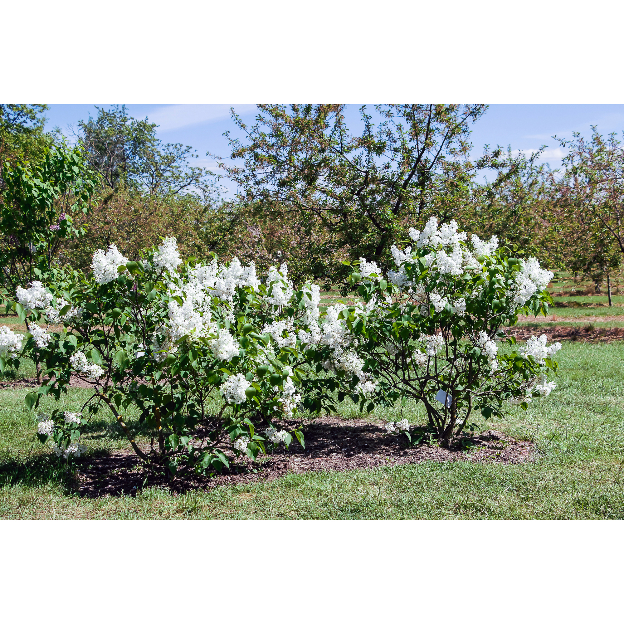 Buske Omnia Garden Syrén Vit 20-40 cm Krukodlade