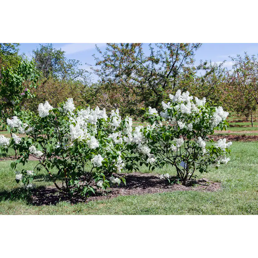 Buske Omnia Garden Syrén Vit 20-40 cm Krukodlade