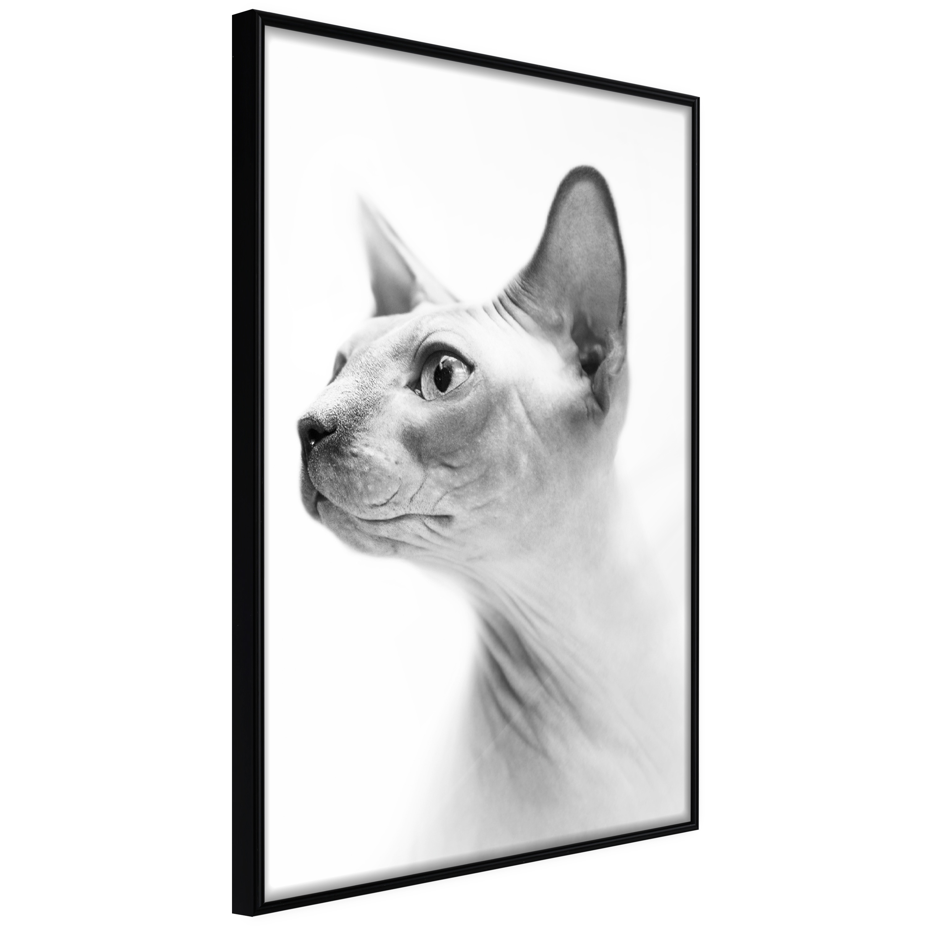 Poster Artgeist Affisch Hairless Cat