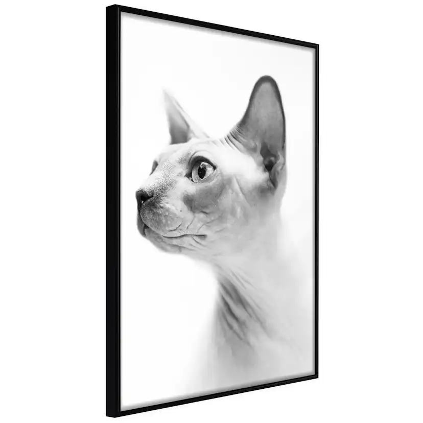 Poster Artgeist Affisch Hairless Cat