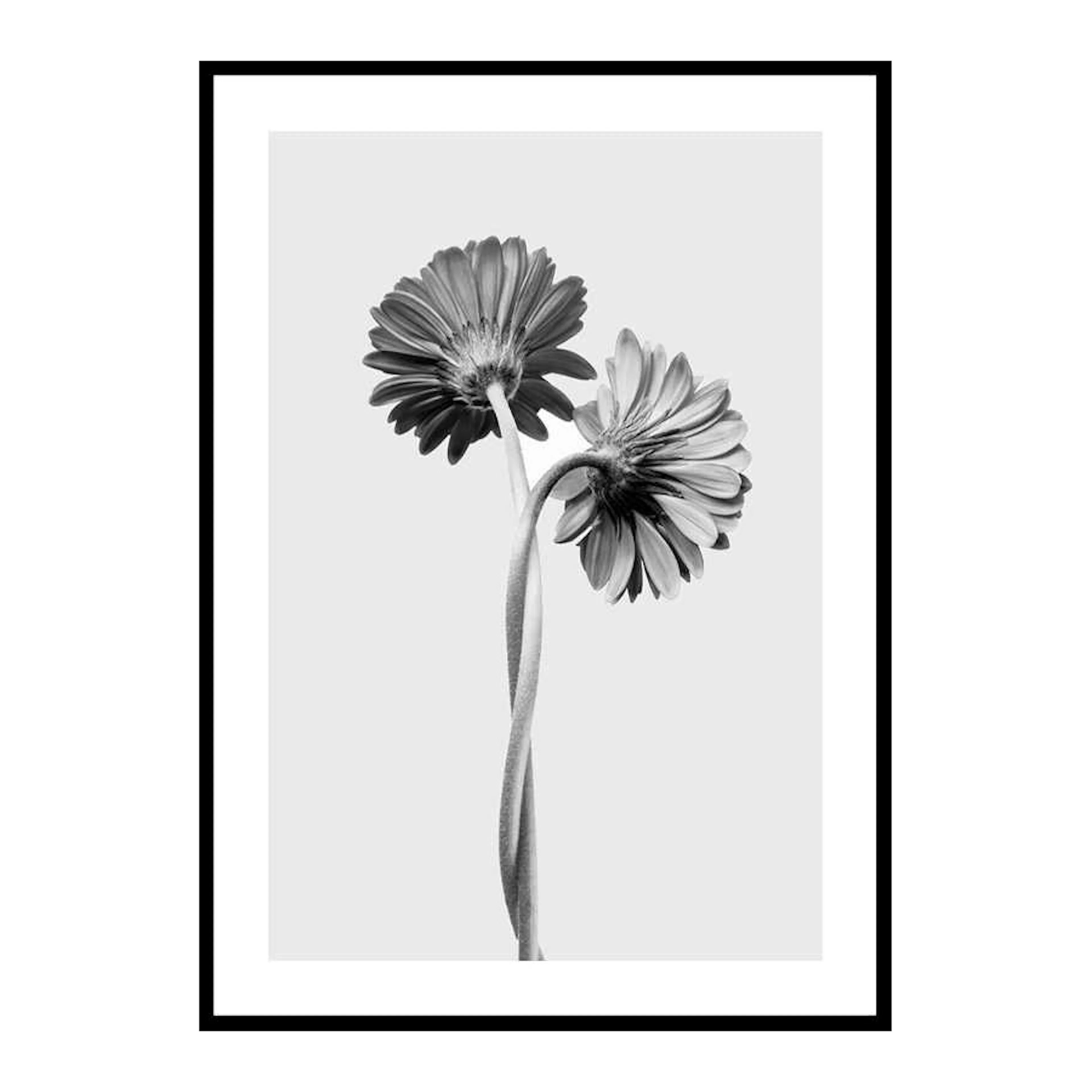 Daisies Intertwined 50x70 cm