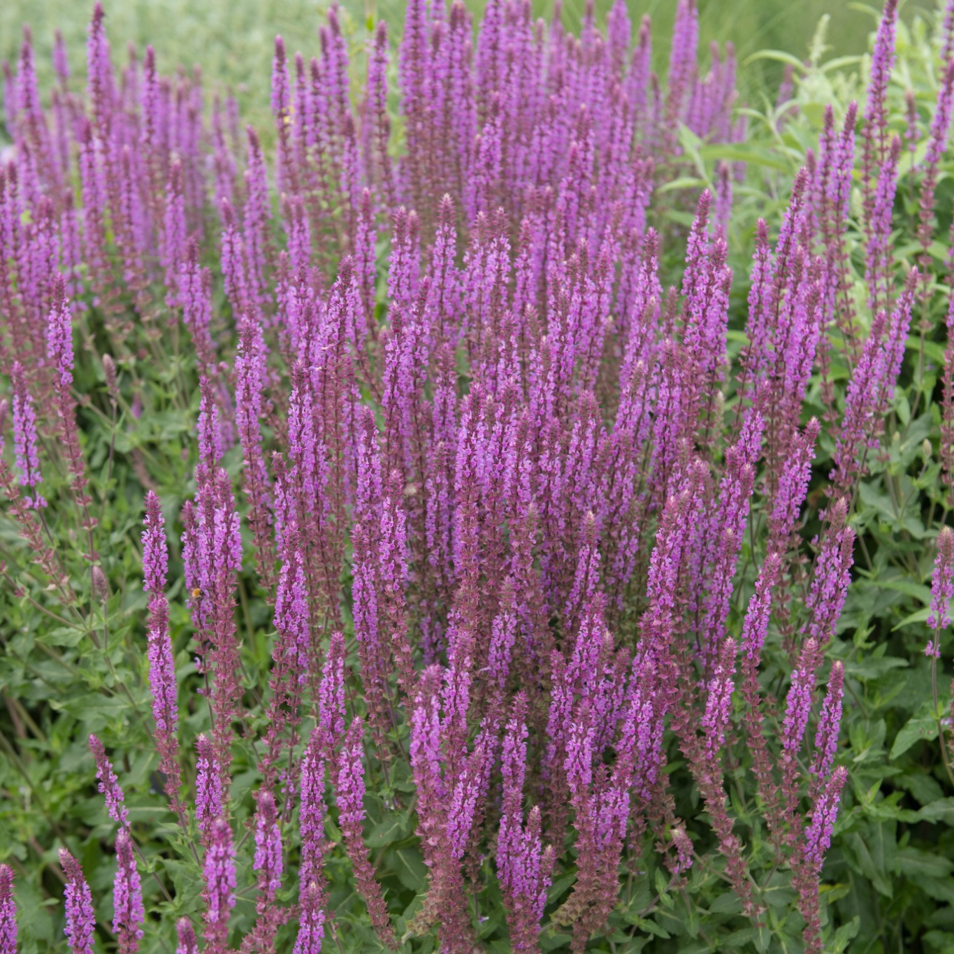 Perenn Omnia garden Stäppsalvia Amethyst