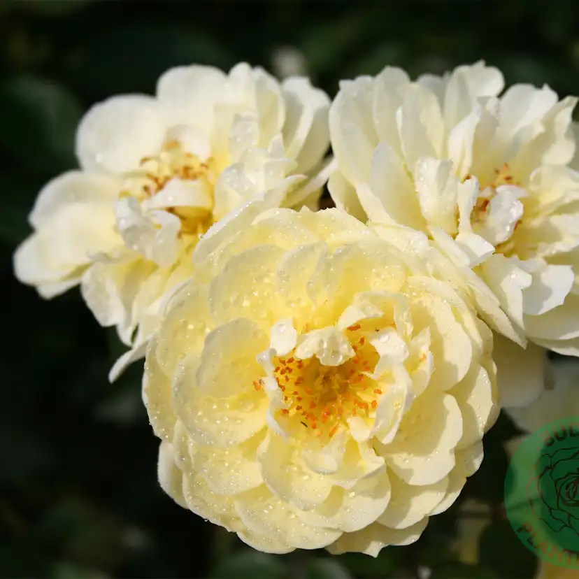 Buskros Omnia Garden Marktäckande Golden Cover