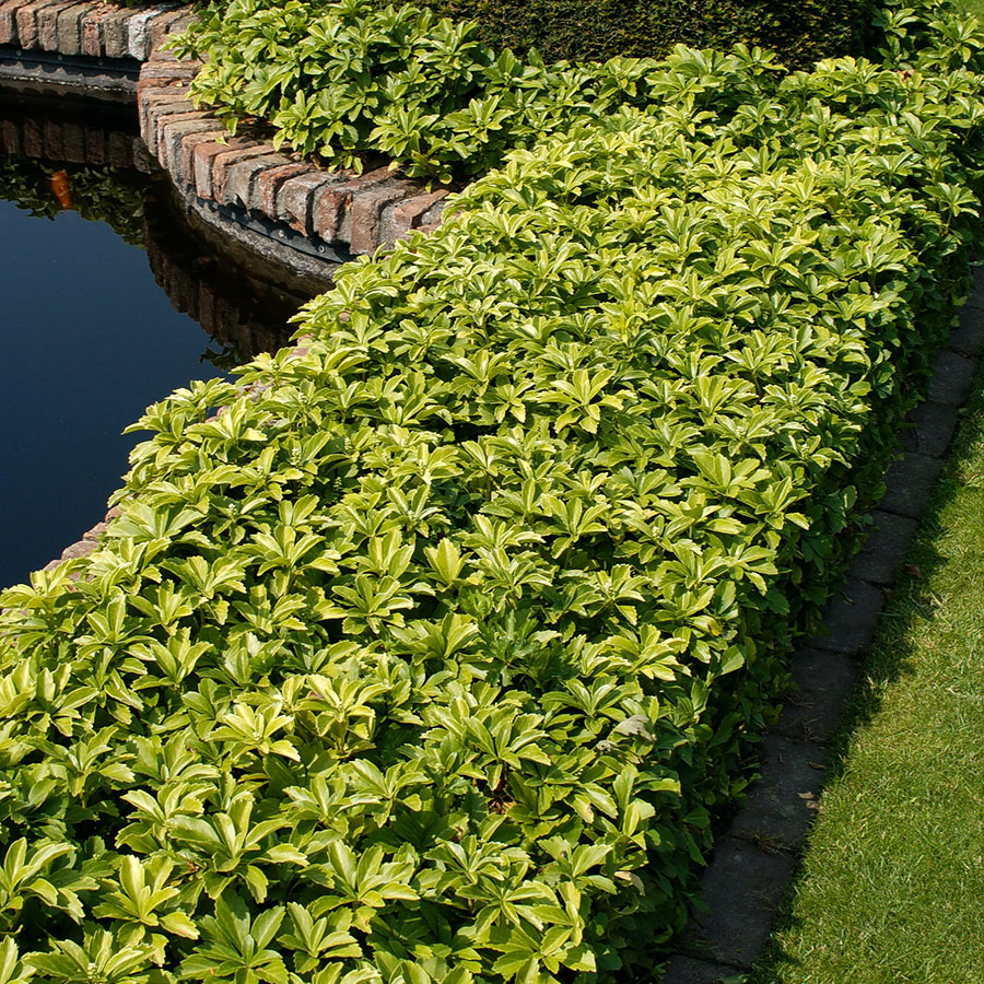 Perenn Omnia Garden Skuggröna Green Carpet