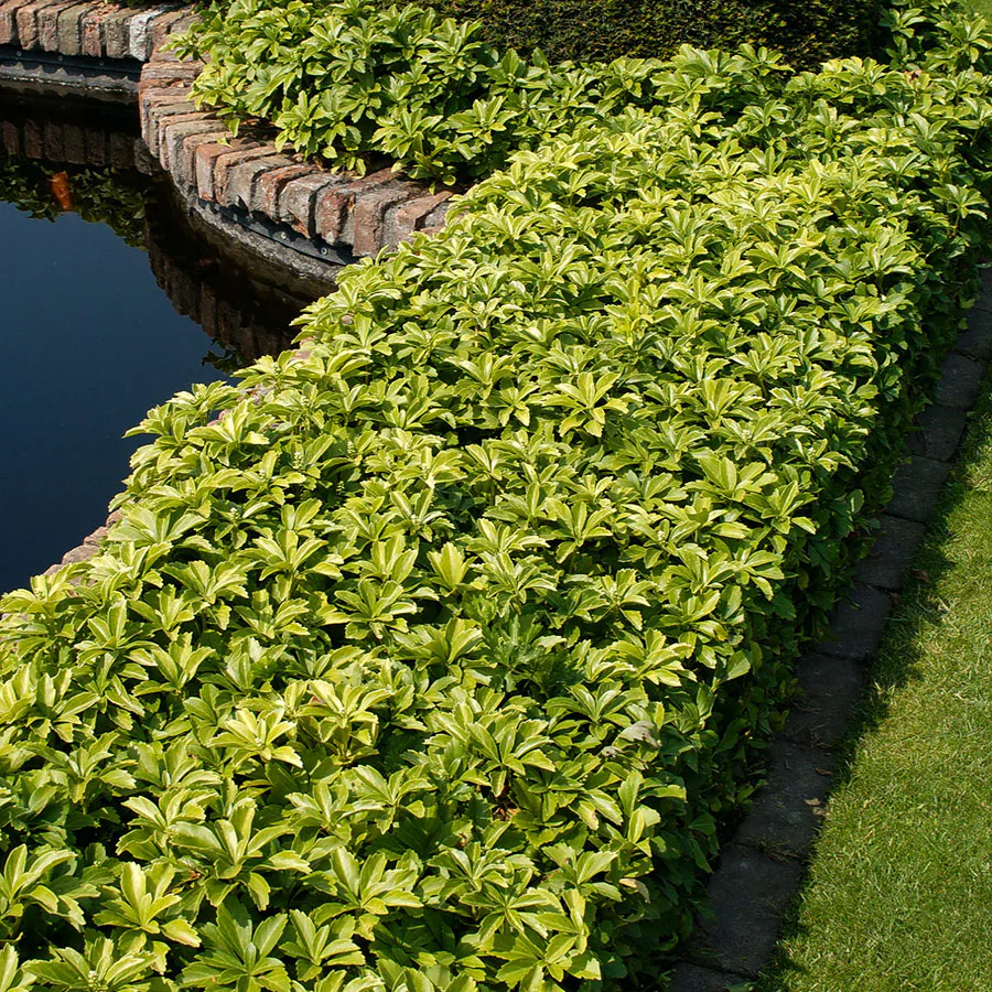 Perenn Omnia Garden Skuggröna Green Carpet