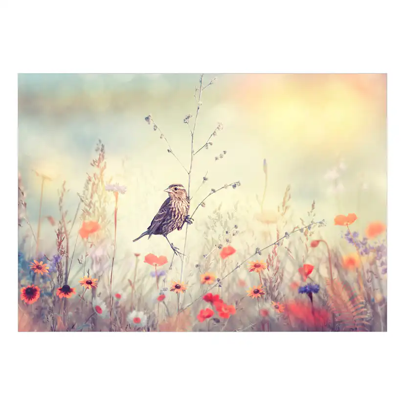 Självhäftande fototapet - Field Bird 98x70 Storlek: 98x70 cm